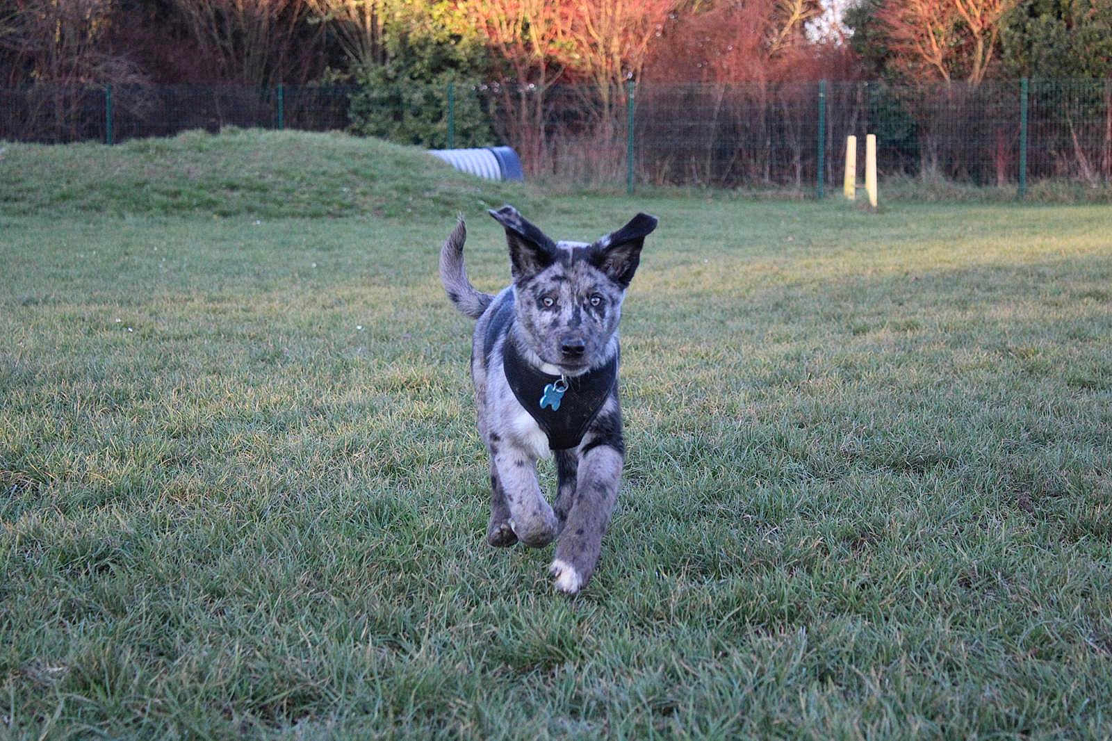 Arron participe au concours pour gagner de l'argent avec cette photo : dog, puppy, running, grass, field, park, outdoors, harness, collar, blue_tag, attentive, ears, front_paw, motion, fence, trees, tunnel, daylight, playful, centered_subject