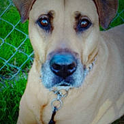 Cooper joined the competition — help win amazing prizes! dog, tan_coat, chain_collar, chain_link_fence, grass, close_up, pet, outdoor, animal, face, ears, snout, leash, brown, canine, portrait, looking_at_camera, daylight, nature, fence