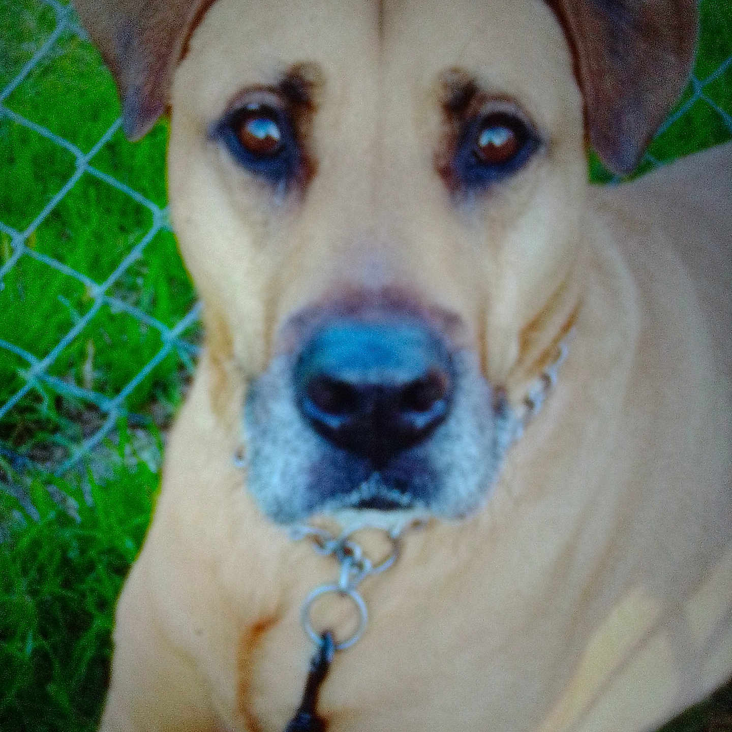 Cooper joined the competition — help win amazing prizes! animal, brown, canine, chain_collar, chain_link_fence, close_up, daylight, dog, ears, face, fence, grass, leash, looking_at_camera, nature, outdoor, pet, portrait, snout, tan_coat