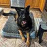 Zeus joined the competition — help win amazing prizes! animal, canine, dog, domestic_animal, ears_up, floor_mat, furniture, german_shepherd, happy, household, indoor, kitchen, lying_down, mammal, pet_bed, resting, smiling, tile_floor, tongue_out, wooden_cabinets
