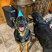 Zeus is registered to the contest to win money with this photo: animal, black_and_tan, cabinet, canine, celebration, companion, dog, domestic, floor, friendship, german_shepherd, happy, home, indoor, party_hat, pet, smiling, tile, two_dogs, wood_furniture