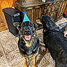 animal, black_and_tan, cabinet, canine, celebration, companion, dog, domestic, floor, friendship, german_shepherd, happy, home, indoor, party_hat, pet, smiling, tile, two_dogs, wood_furniture
