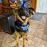 Zeus is registered to the contest to win money with this photo: animal, bandana, birthday_hat, blue, cabinet, canine, celebration, dog, door, fan, german_shepherd, happy, indoor, pet, portrait, sitting, smiling, tile_floor, trash_can, wood_paneling