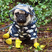 Harley is registered to the contest to win money with this photo: dog, pug, raincoat, yellow_boots, leaves, forest_floor, outdoor, pet, animal, rain_gear, cute, canine, nature, wet_ground, greenery, weather, adventure, expression, small_dog, sitting