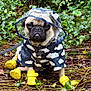 dog, pug, raincoat, yellow_boots, leaves, forest_floor, outdoor, pet, animal, rain_gear, cute, canine, nature, wet_ground, greenery, weather, adventure, expression, small_dog, sitting
