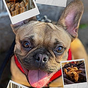 Scrappy-Doo is registered to the contest to win money with this photo: dog, french_bulldog, pet, animal, tongue_out, close_up, collage, photo_frames, tape, indoor, couch, blanket, carpet, happy, playful, resting, cute, portrait, muzzle, ears