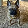 Scrappy-Doo is registered to the contest to win money with this photo: dog, french_bulldog, pet, indoor, carpet, gold_chain, brown_coat, ears, animal, standing, cute, close_up, portrait, looking_at_camera, floor, domestic_animal, canine, companion, house, furniture