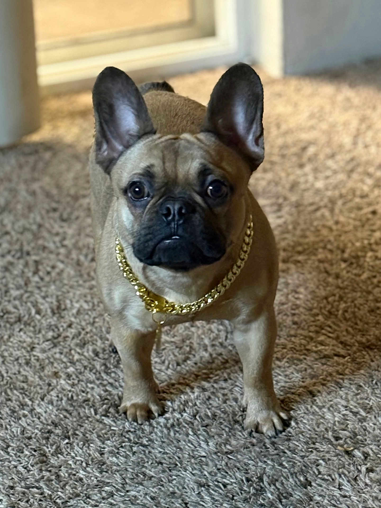 Scrappy-Doo is registered to the contest to win money with this photo: dog, french_bulldog, pet, indoor, carpet, gold_chain, brown_coat, ears, animal, standing, cute, close_up, portrait, looking_at_camera, floor, domestic_animal, canine, companion, house, furniture