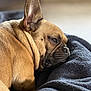 Scrappy-Doo joined the competition — help win amazing prizes! dog, french_bulldog, pet, sleepy, resting, cozy, blanket, fur, closeup, portrait, indoors, animal, cute, relaxing, soft, brown, ears, face, snout, companion