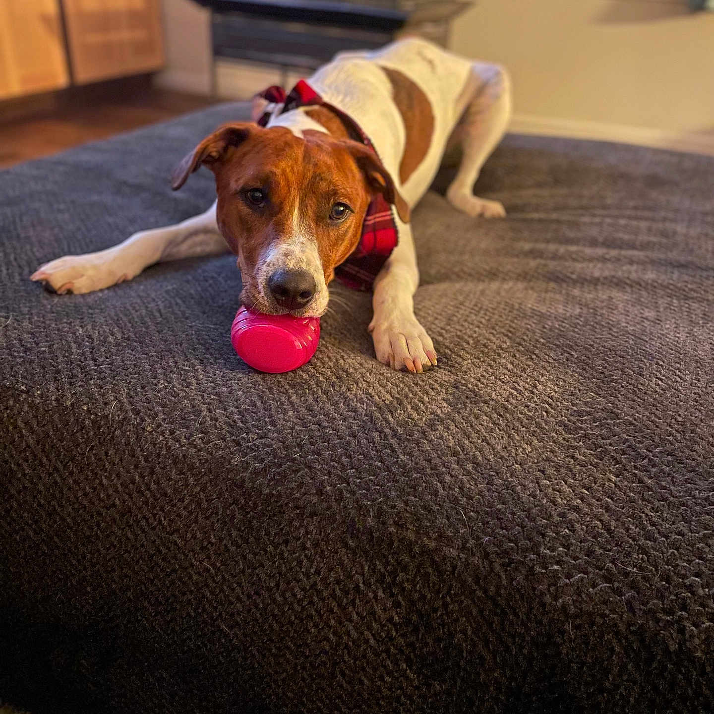 Luke joined the competition — help win amazing prizes! accessories, animal, ball, canine, couch, dog, football, furniture, homedecor, hound, indoors, interiordesign, linen, pet, pointer, puppy, sport, strap, tennis, tennisball