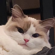 Zuko is registered to the contest to win money with this photo: blanket, cat, close_up, clothing, cream_patches, cute, dark_eyes, ears, feline, fluffy, furniture, house_pet, indoor, pet, pink_nose, portrait, relaxing, soft_texture, whiskers, white_fur