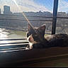 Miffy is registered to the contest to win money with this photo: animal, black_and_white, building, cat, cityscape, daylight, feline, mesh_screen, nature, outdoor_view, pet, reflection, relaxed, resting, river, sunbeam, sunlight, urban, window, windowsill