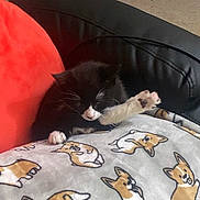 Miffy is registered to the contest to win money with this photo: animal, black_and_white, blanket, cat, couch, cozy, cute, dog_pattern, domestic, feline, indoor, kitten, leather, orange_cushion, paw, pet, resting, sleepy, stretching, whiskers