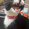 Miffy is registered to the contest to win money with this photo: animal, black_and_white, black_fur, cat, close_up, cute, domestic_cat, feline, fur, indoor, mammal, mouth_open, pet, pink_collar, portrait, sharp_teeth, teeth, tongue, whiskers, yawning
