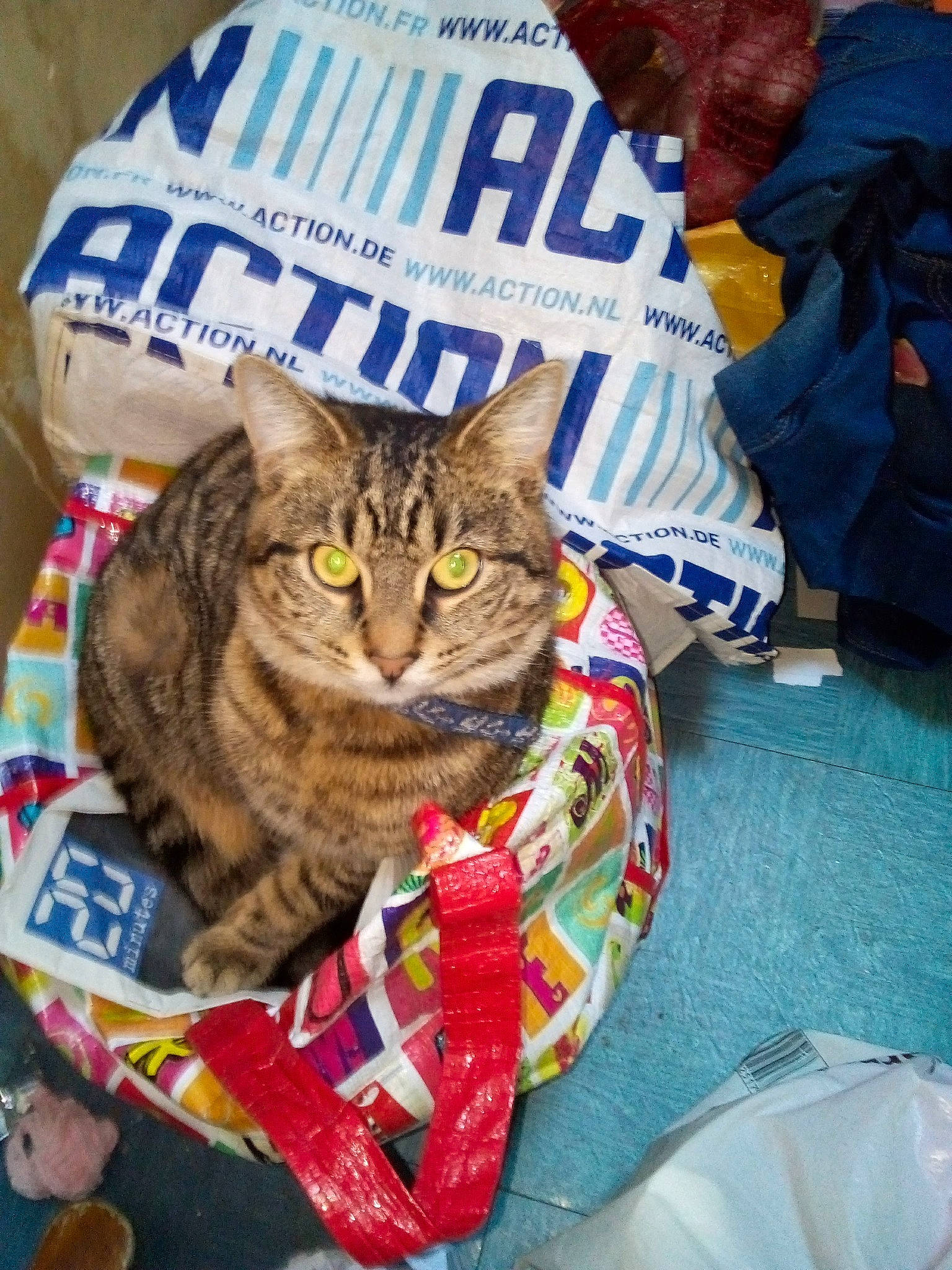 Grisouille a rejoint le concours — aidez-le/la à gagner de superbes lots ! bag, carnivore, cat, domestic_short_haired_cat, event, fashion_accessory, felidae, fur, grass, hat, linens, mammal, pattern, small_to_medium_sized_cats, snout, whiskers