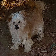 Buddy is registered to the contest to win money with this photo: animal, brown, canine, curious, dirt, dog, eyes, fluffy, fur, ground, mouth_open, nature, outdoor, pet, scruffy, small_dog, standing, tail, tire, white
