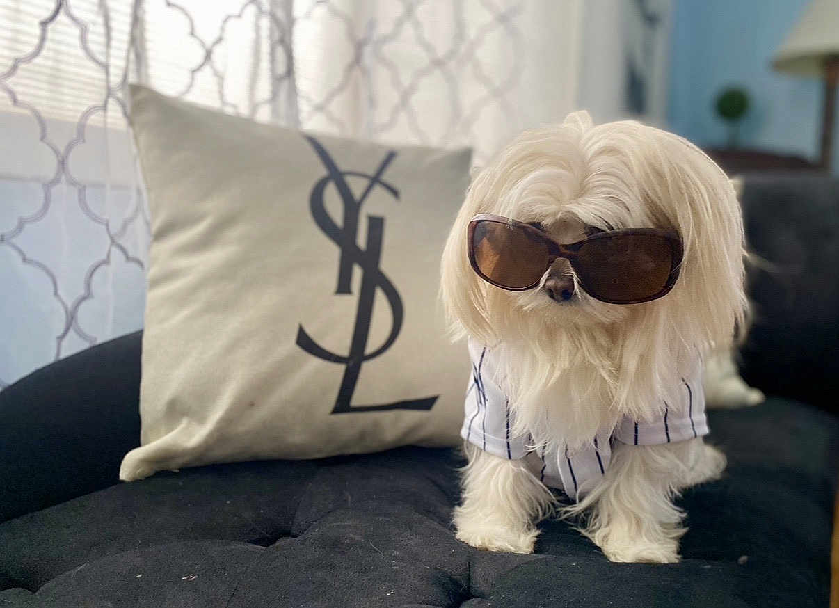 Skai joined the competition — help win amazing prizes! dog, white_dog, sunglasses, long_hair, striped_shirt, couch, pillow, indoor, pet, fluffy, cute, stylish, fashion, portrait, domestic_animal, furniture, living_room, window, curtains, relaxed