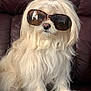 dog, white_fur, long_hair, sunglasses, pet, indoor, leather_couch, cute, fluffy, small_dog, portrait, animal, companion, sitting, funny, wearing_accessory, domestic_animal, relaxed, furry, adorable
