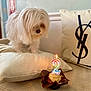 Skai is registered to the contest to win money with this photo: dog, white_dog, long_hair, cupcake, birthday_candle, number_two_candle, candle_flame, couch, cushion, beige, indoor, pet, animal, celebration, curious, fluffy, close_up, cozy, home, decor