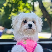 Skai joined the competition — help win amazing prizes! dog, white_dog, fluffy, pet, outdoor, greenery, sunlight, pink_harness, gold_pendant, small_dog, cute, portrait, animal, fashion, accessory, close_up, blurred_background, nature, daylight, adorable
