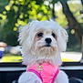 dog, white_dog, fluffy, pet, outdoor, greenery, sunlight, pink_harness, gold_pendant, small_dog, cute, portrait, animal, fashion, accessory, close_up, blurred_background, nature, daylight, adorable