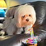 Skai is registered to the contest to win money with this photo: dog, white_dog, fluffy, birthday, candle, cupcake, leather_couch, indoor, pet, celebration, number_one, small_dog, curious, closeup, lighting, home, furniture, animal, sniffing, cute