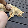 animal, belly_rub, casual, cat, claws, ears, fur, ginger_cat, green_eyes, hand, human, knee, lying_down, outdoor, person, pet, relaxed, skin, whiskers, wooden_deck