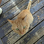 Ginger joined the competition — help win amazing prizes! animal, cat, close_up, curious, cute, domestic_cat, feline, floorboards, green_eyes, looking_up, natural_light, orange_tabby, outdoor, pet, playful, striped_fur, tail, texture, whiskers, wooden_deck