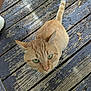 animal, cat, close_up, curious, cute, domestic_cat, feline, floorboards, green_eyes, looking_up, natural_light, orange_tabby, outdoor, pet, playful, striped_fur, tail, texture, whiskers, wooden_deck
