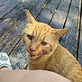 animal, cat, closeup, curious, daylight, domestic_cat, fur, green_eyes, mischievous, nature, orange_tabby, outdoor, person_leg, pet, playful, shoe, texture, tongue_out, whiskers, wooden_deck