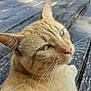animal, calm, cat, close_up, cute, daylight, domestic_cat, feline, fur, ginger_cat, green_eyes, looking_away, nature, outdoor, pet, portrait, relaxed, sunlight, whiskers, wooden_deck