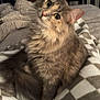 Ani is registered to the contest to win money with this photo: cat, fluffy, gray_cat, pet, indoor, blanket, cozy, curious, feline, cute, domestic_animal, animal, fur, whiskers, tail, home, living_room, television, chair, soft_lighting