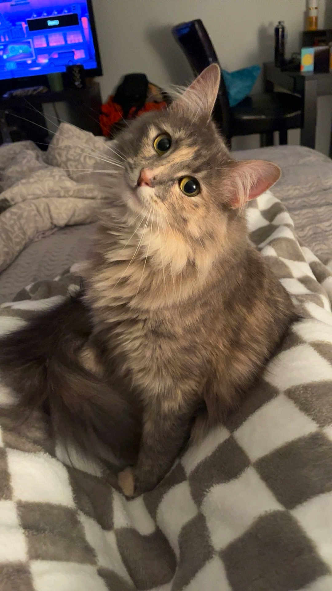 Ani is registered to the contest to win money with this photo: cat, fluffy, gray_cat, pet, indoor, blanket, cozy, curious, feline, cute, domestic_animal, animal, fur, whiskers, tail, home, living_room, television, chair, soft_lighting