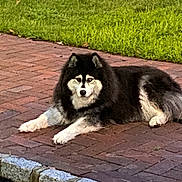 Dakota joined the competition — help win amazing prizes! dog, canine, pet, animal, outdoor, grass, brick_pathway, fur, black_and_white, laying_down, leash, quiet, calm, nature, daylight, mammal, companion, guard, resting, park