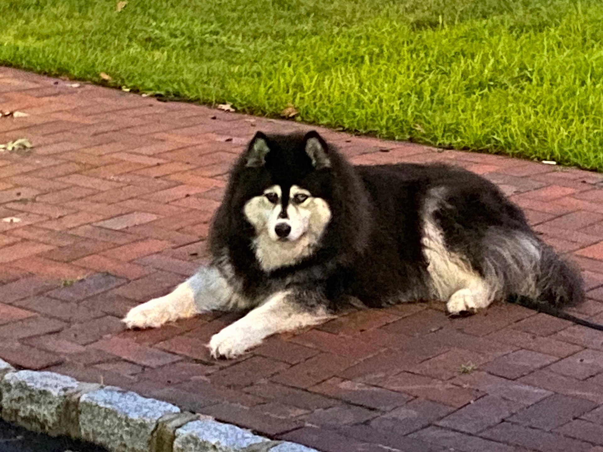 Dakota