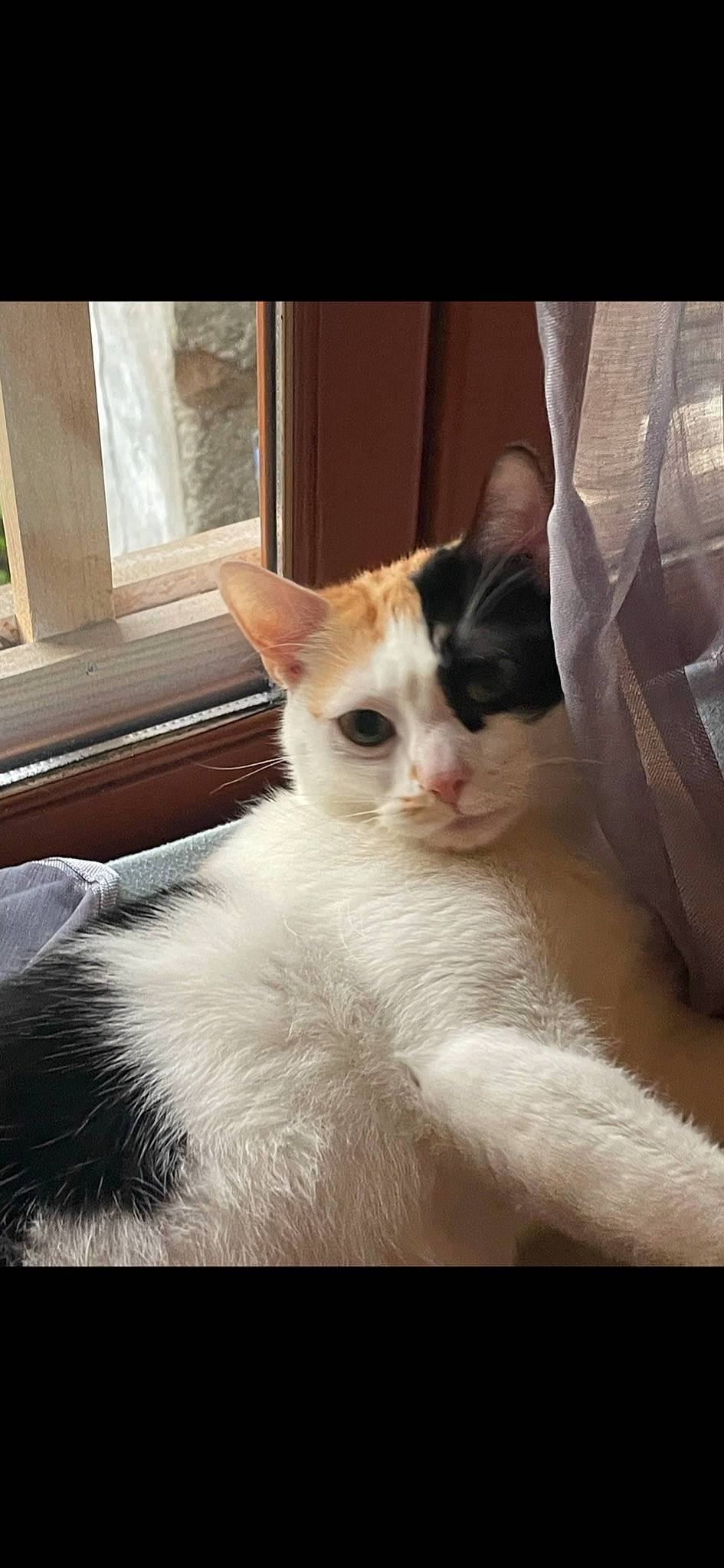 Masha a rejoint le concours — aidez-le/la à gagner de superbes lots ! carnivore, cat, claw, comfort, domestic_short_haired_cat, fawn, felidae, flooring, fur, metal, paw, small_to_medium_sized_cats, snout, square, tail, whiskers, window, wood