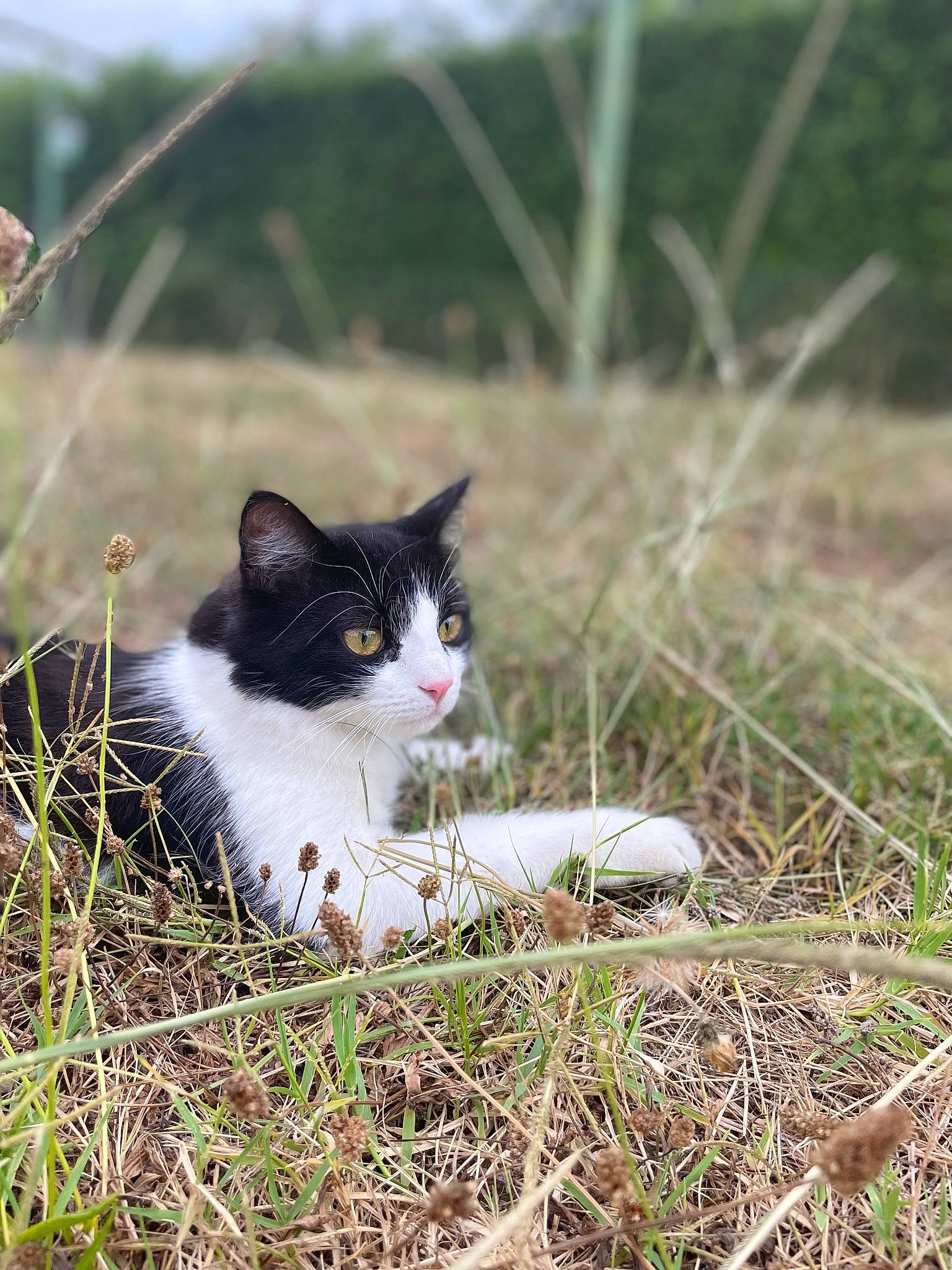 Shelby participe au concours pour gagner de l'argent avec cette photo : carnivore, cat, collar, domestic_short_haired_cat, felidae, fur, grass, grassland, groundcover, herbaceous_plant, natural_landscape, plant, small_to_medium_sized_cats, snout, soil, tail, terrestrial_animal, tree, whiskers, wildlife