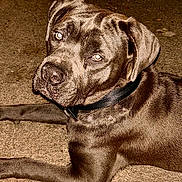 Faye is registered to the contest to win money with this photo: animal, boxer, bulldog, canine, dog, greatdane, hound, labradorretriever, pet, pitbull, pointer, puppy, snout