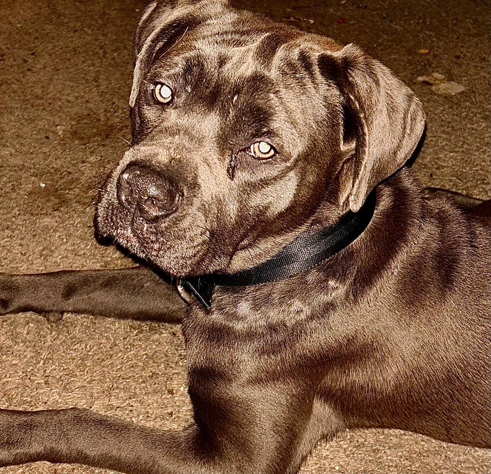 Faye is registered to the contest to win money with this photo: animal, boxer, bulldog, canine, dog, greatdane, hound, labradorretriever, pet, pitbull, pointer, puppy, snout