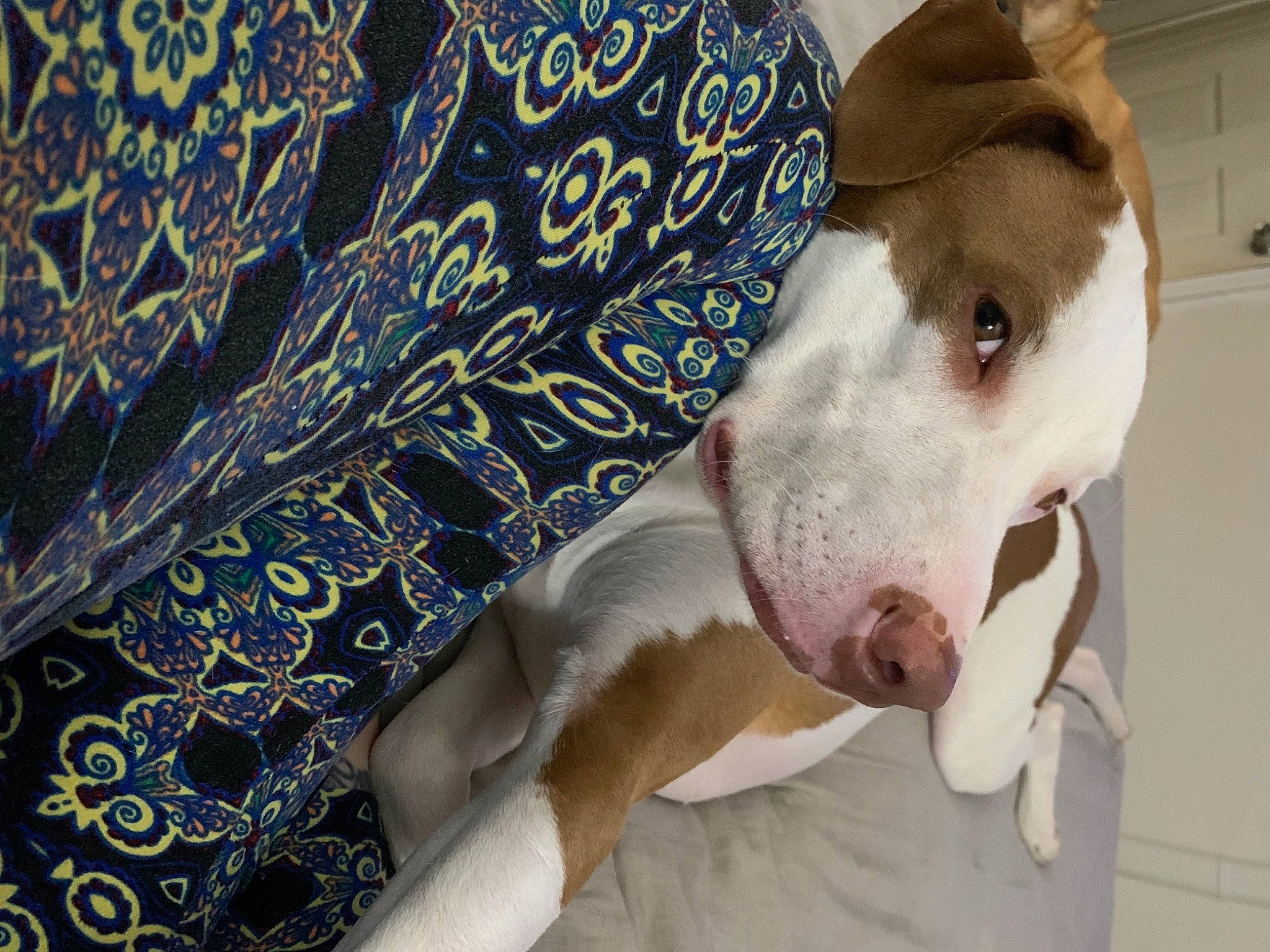 Roxie joined the competition — help win amazing prizes! canidae, carnivore, collar, companion_dog, dog, dog_breed, dog_collar, jaw, liver, motif, pet_supply, snout, sporting_group, terrestrial_animal, whiskers, working_animal, working_dog