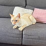 cat, sofa, cushion, gray_sofa, white_pillow, pink_pillow, indoor, pet, feline, resting, alert, blue_eyes, cream_cat, whiskers, fur, domestic_cat, home, furniture, relaxing, cozy