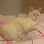 Titi participe au concours pour gagner de l'argent avec cette photo : cat, cream_colored, bed, blanket, floral_pattern, indoor, furniture, domestic, pet, animal, relaxed, lying_down, cozy, soft_lighting, bedroom, fur, whiskers, ears, paws, sleepy