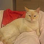 Titi a rejoint le concours — aidez-le/la à gagner de superbes lots ! cat, cream_colored, bed, blanket, pink, red, feline, pet, indoor, relaxed, fur, animal, lying_down, cozy, resting, domestic, cute, whiskers, ears, soft