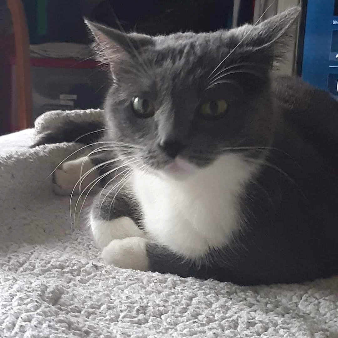 Penelope joined the competition — help win amazing prizes! abyssinian, angora, animal, blanket, cat, computerhardware, couch, cushion, egyptiancat, electronics, furniture, hardware, homedecor, indoors, kitten, manx, monitor, pet, screen, tv
