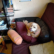 Snoopy a rejoint le concours — aidez-le/la à gagner de superbes lots ! dog, couch, pillow, indoor, pet, shelf, furniture, relaxing, cozy, tongue_out, wall, home, brown, orange_collar, sitting, pet_indoor, living_room, household_items, seat, comfort