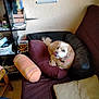 dog, couch, pillow, indoor, pet, shelf, furniture, relaxing, cozy, tongue_out, wall, home, brown, orange_collar, sitting, pet_indoor, living_room, household_items, seat, comfort