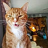 Cj is registered to the contest to win money with this photo: animal, cat, close_up, ears, feline, fur, furniture, green_eyes, home, indoor, living_room, meowing, open_mouth, orange_cat, pet, portrait, tabby, warm_lighting, whiskers, white_chest