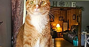 Cj is registered to the contest to win money with this photo: animal, cat, cozy, curtain, front_view, green_eyes, home, indoors, lamp, living_room, orange_cat, pet, pointed_ears, portrait, sitting, tabby, table, whiskers, white_chest, wooden_furniture