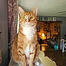 animal, cat, cozy, curtain, front_view, green_eyes, home, indoors, lamp, living_room, orange_cat, pet, pointed_ears, portrait, sitting, tabby, table, whiskers, white_chest, wooden_furniture