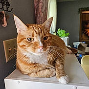 Cj is registered to the contest to win money with this photo: animal, cabinet, cat, close_up, ears, furniture, green_eyes, home, indoors, lying_down, orange_cat, pet, portrait, relaxed, sitting, striped_fur, tabby, whiskers, white_chest, white_paw